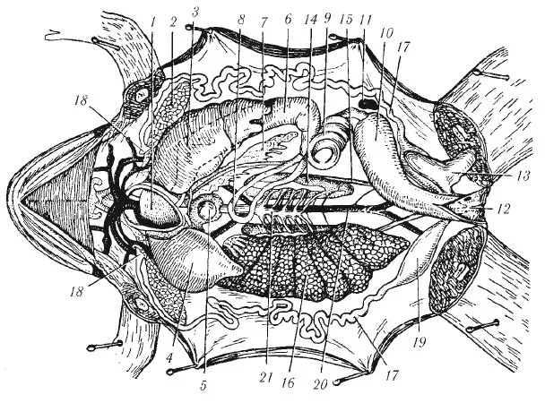 amfibii3
