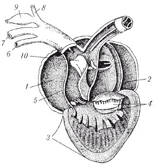 amfibii4