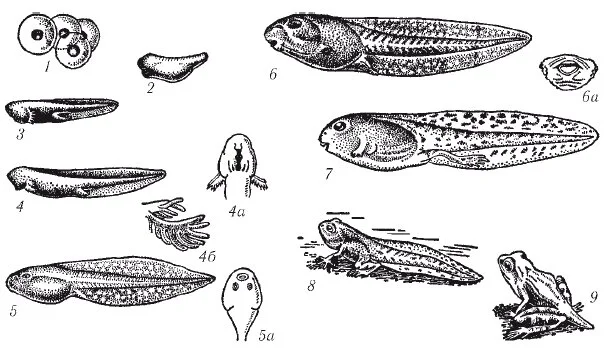 amfibii6
