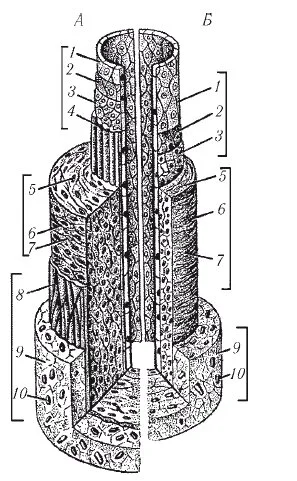 arterii