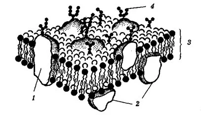 membrana1