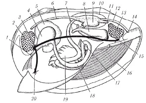 plastinchato