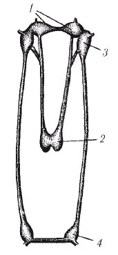 plastinchato2
