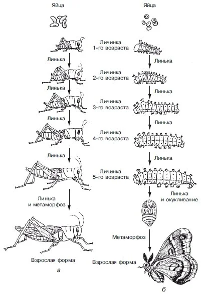 polnoe_i_nepolnoe_prevrawenie