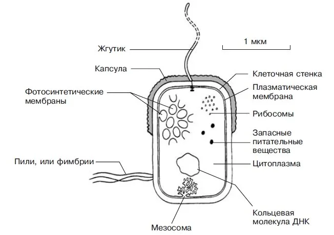 shema-stroeniya-kletki